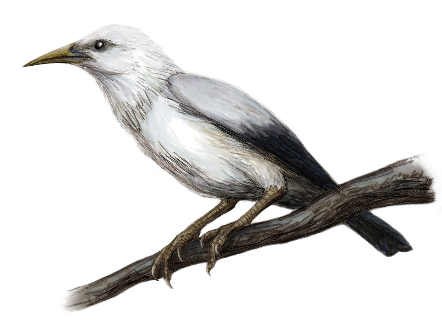 Extinct Rodrigues Starling Bird Glossy Poster Picture Photo Print Banner Booma Prints