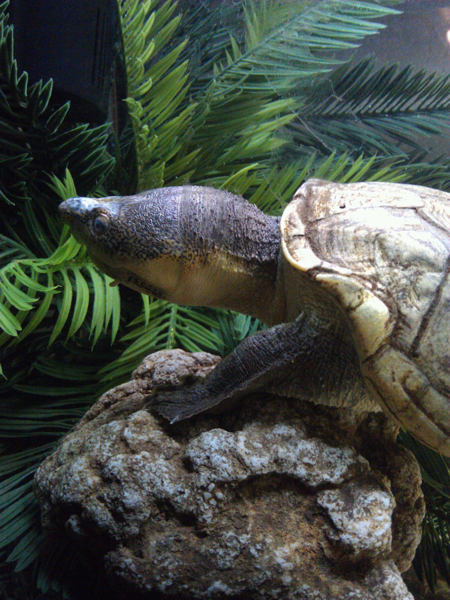 Rough Footed Mud Turtle Us Glossy Poster Picture Photo Print Banner Booma Prints