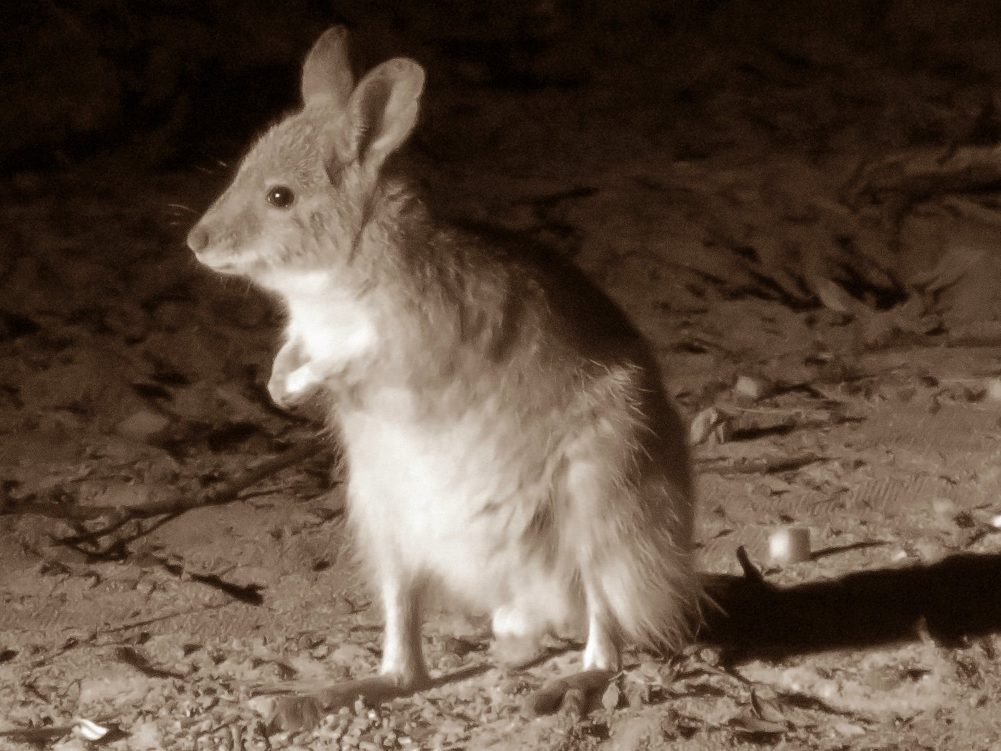 Rufous Hare Wallaby Australia Glossy Poster Picture Photo Print Banner Booma Prints