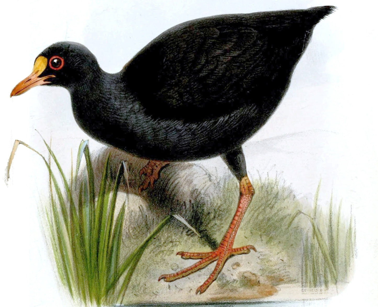 Extinct Samoan Woodhen Bird Glossy Poster Picture Photo Print Banner Booma Prints