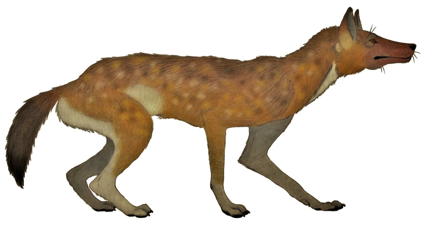 Extinct Sardinian Dhole Glossy Poster Picture Photo Print Banner Booma Prints