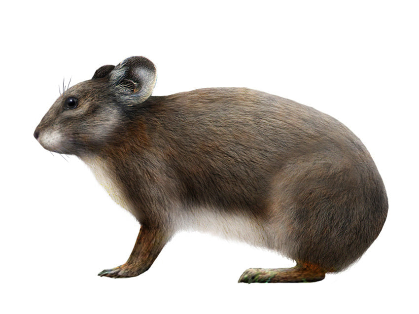 Extinct Sardinian Pika Glossy Poster Picture Photo Print Banner Booma Prints