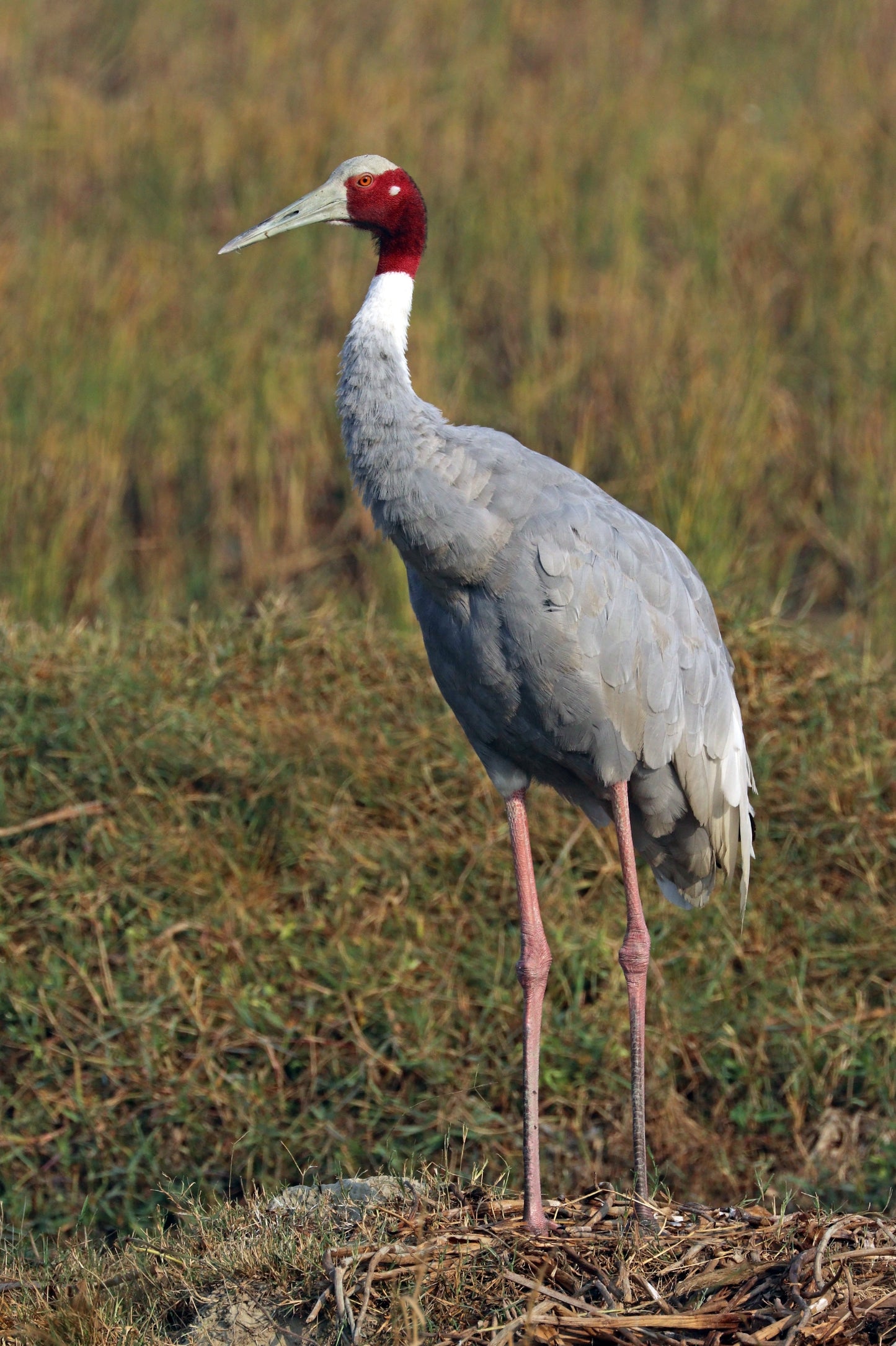 Indian Sarus Crane Glossy Poster Picture Photo Print Banner Booma Prints