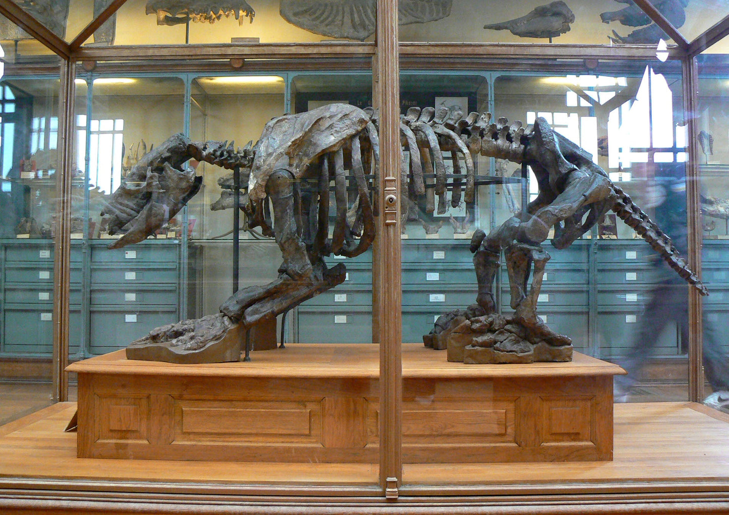 Scelidotherium Ground Sloth Bones Glossy Poster Picture Photo Print Banner Booma Prints