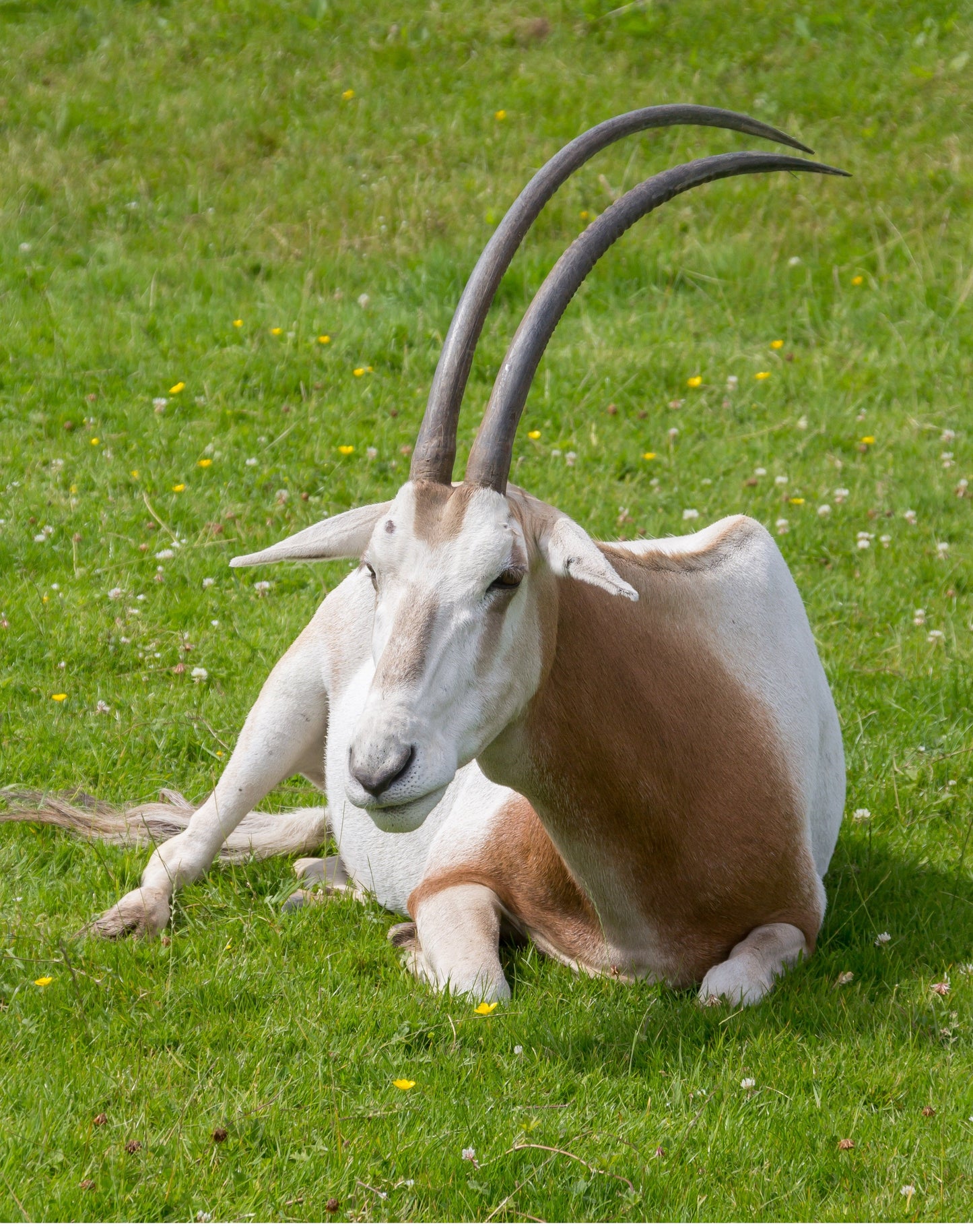 Extinct Scimitar Oryx Sahara Glossy Poster Picture Photo Print Banner Booma Prints