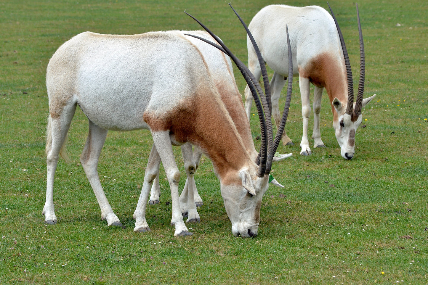 Extinct Scimitar Horned Oryx Glossy Poster Picture Photo Print Banner Booma Prints