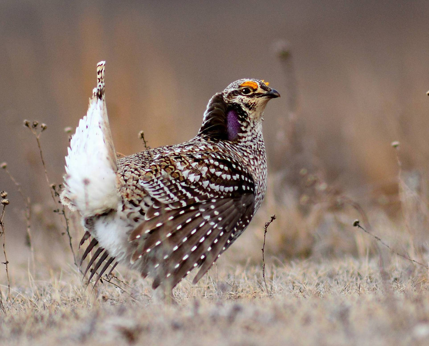 Sharp Tailed Grouse Bird Glossy Poster Picture Photo Print Banner Booma Prints