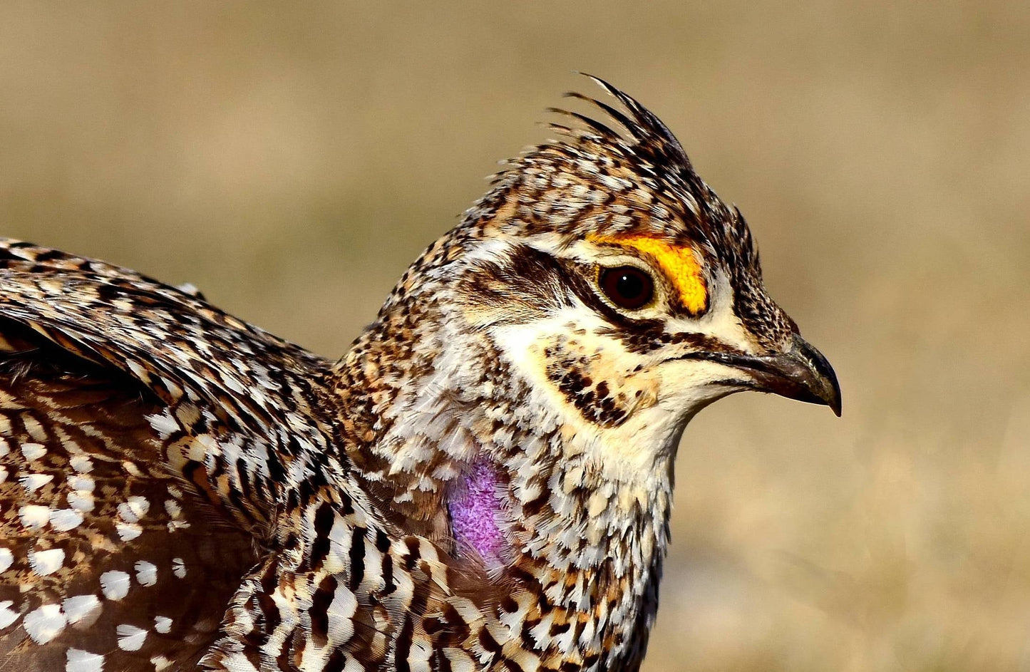 Sharp Tailed Grouse Alaskan Bird Glossy Poster Picture Photo Print Banner Booma Prints