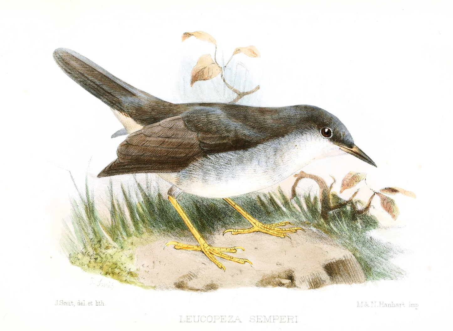 Extinct Semper'S Warbler Bird Glossy Poster Picture Photo Print Banner Booma Prints