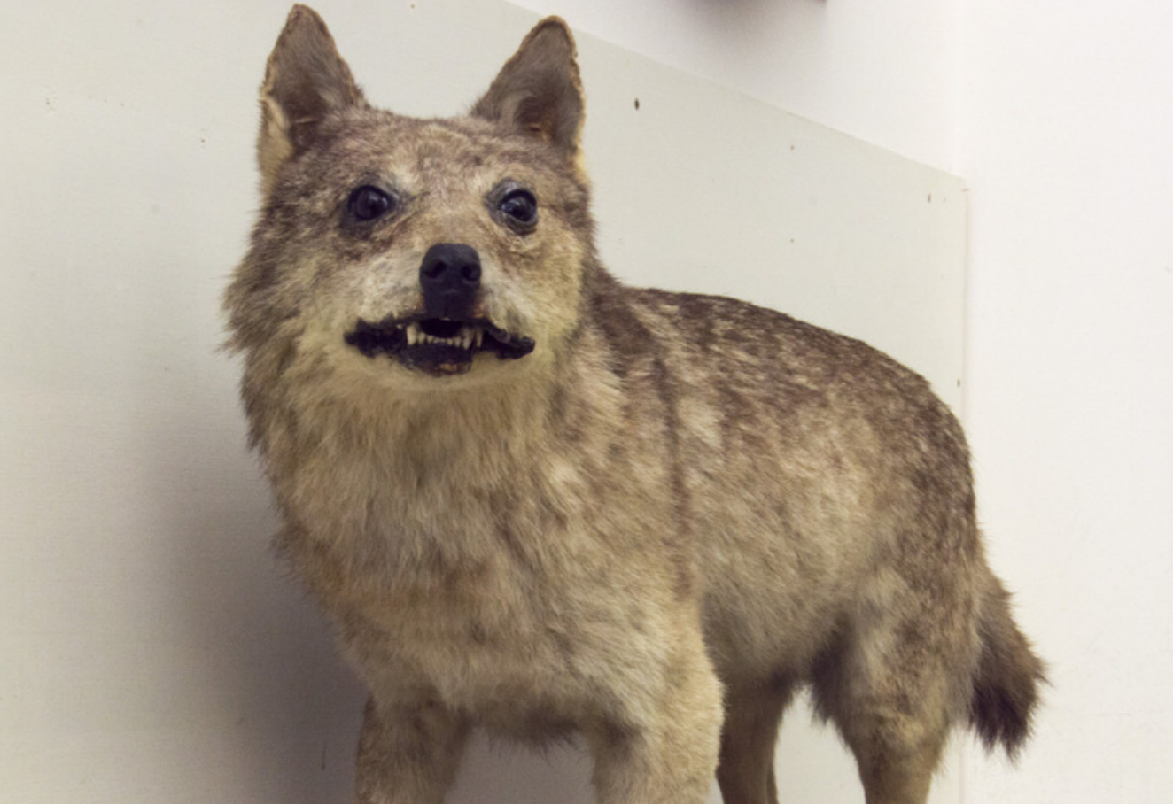 Extinct Sicilian Wolf Glossy Poster Picture Photo Print Banner Booma Prints