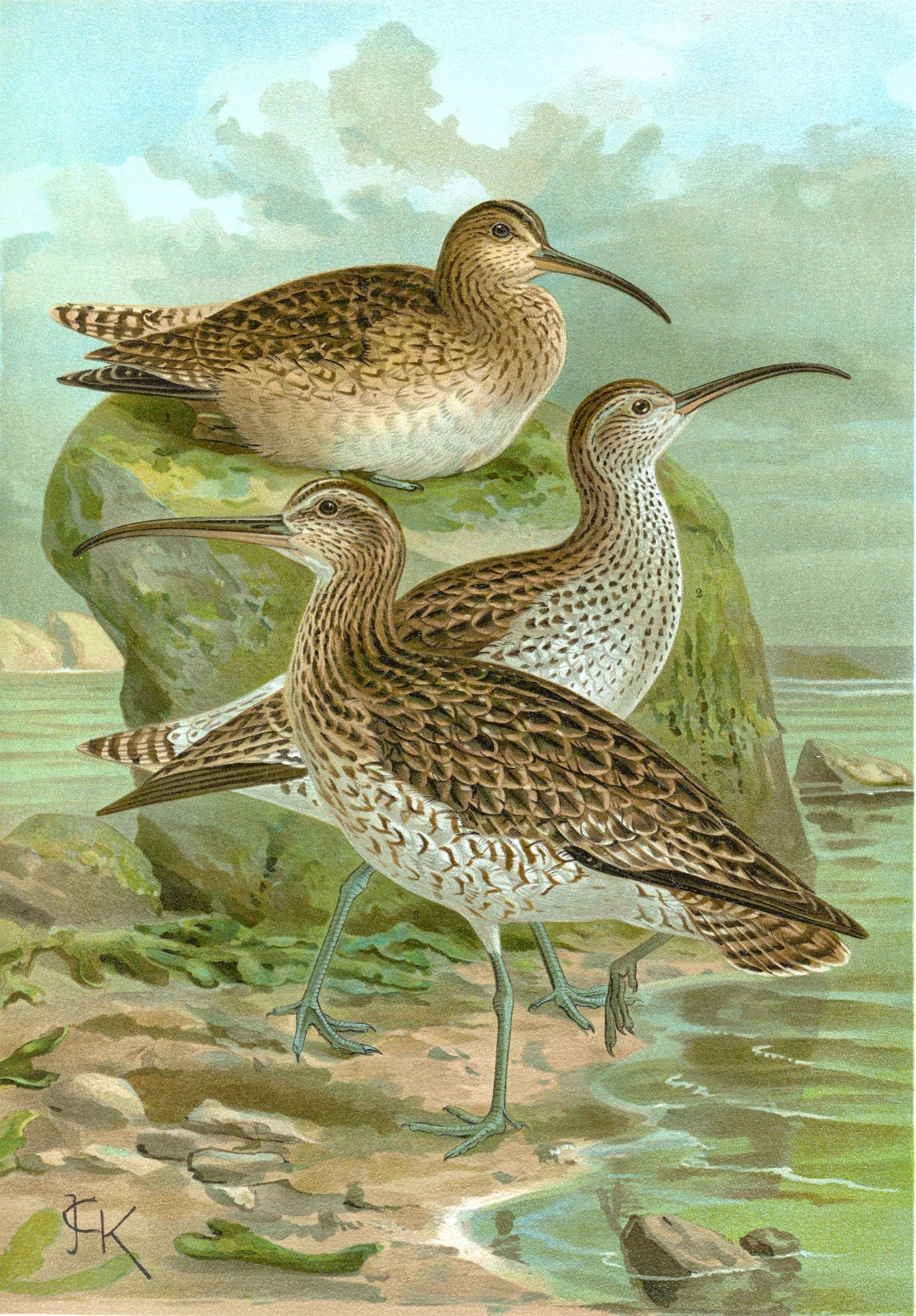 Slender Billed Curlew Bird Glossy Poster Picture Photo Print Banner Booma Prints