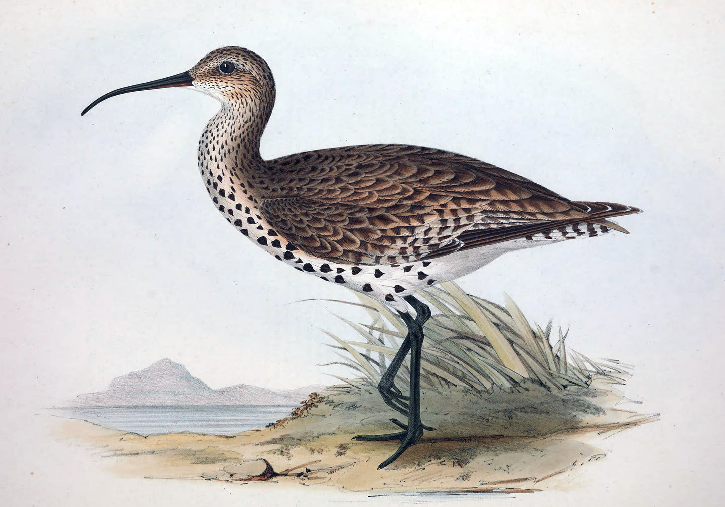 Slender Billed Curlew Wader Glossy Poster Picture Photo Print Banner Booma Prints