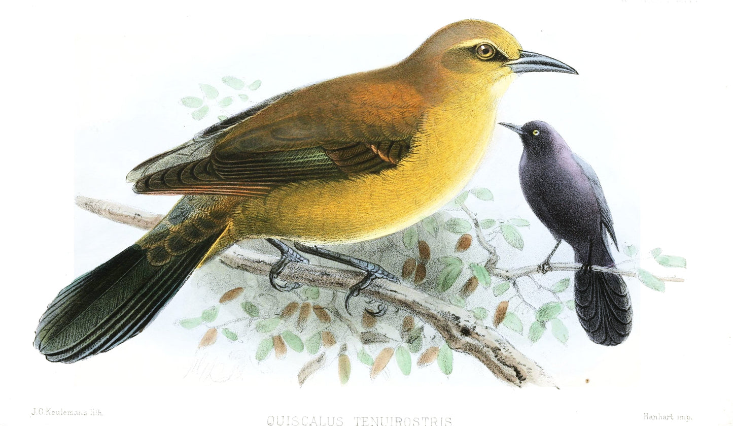 Extinct Slender Billed Grackle Glossy Poster Picture Photo Print Banner Booma Prints