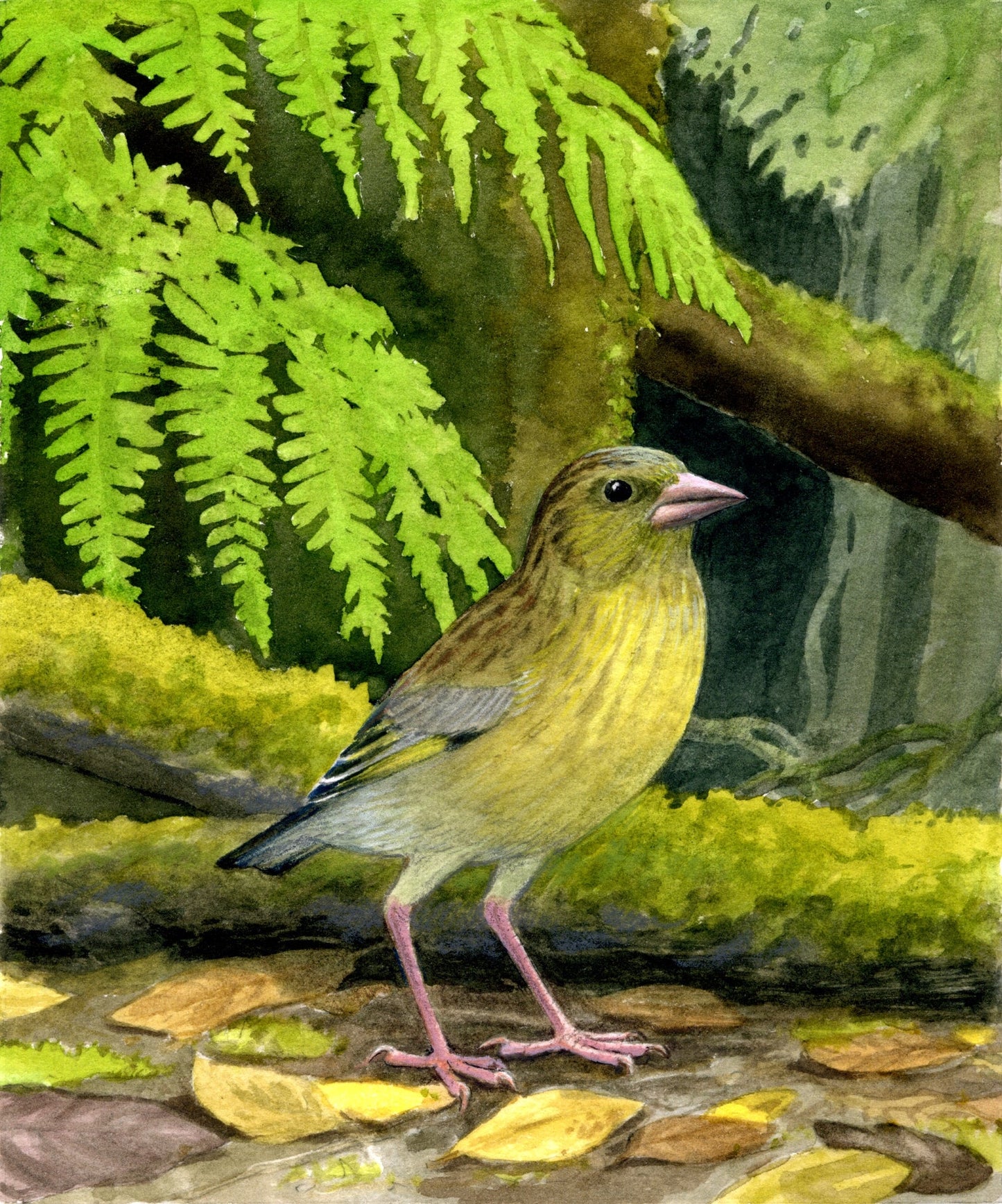 Slender Billed Greenfinch Bird Glossy Poster Picture Photo Print Banner Booma Prints