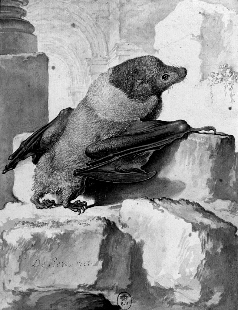 Small Mauritian Flying Fox Glossy Poster Picture Photo Print Banner Booma Prints