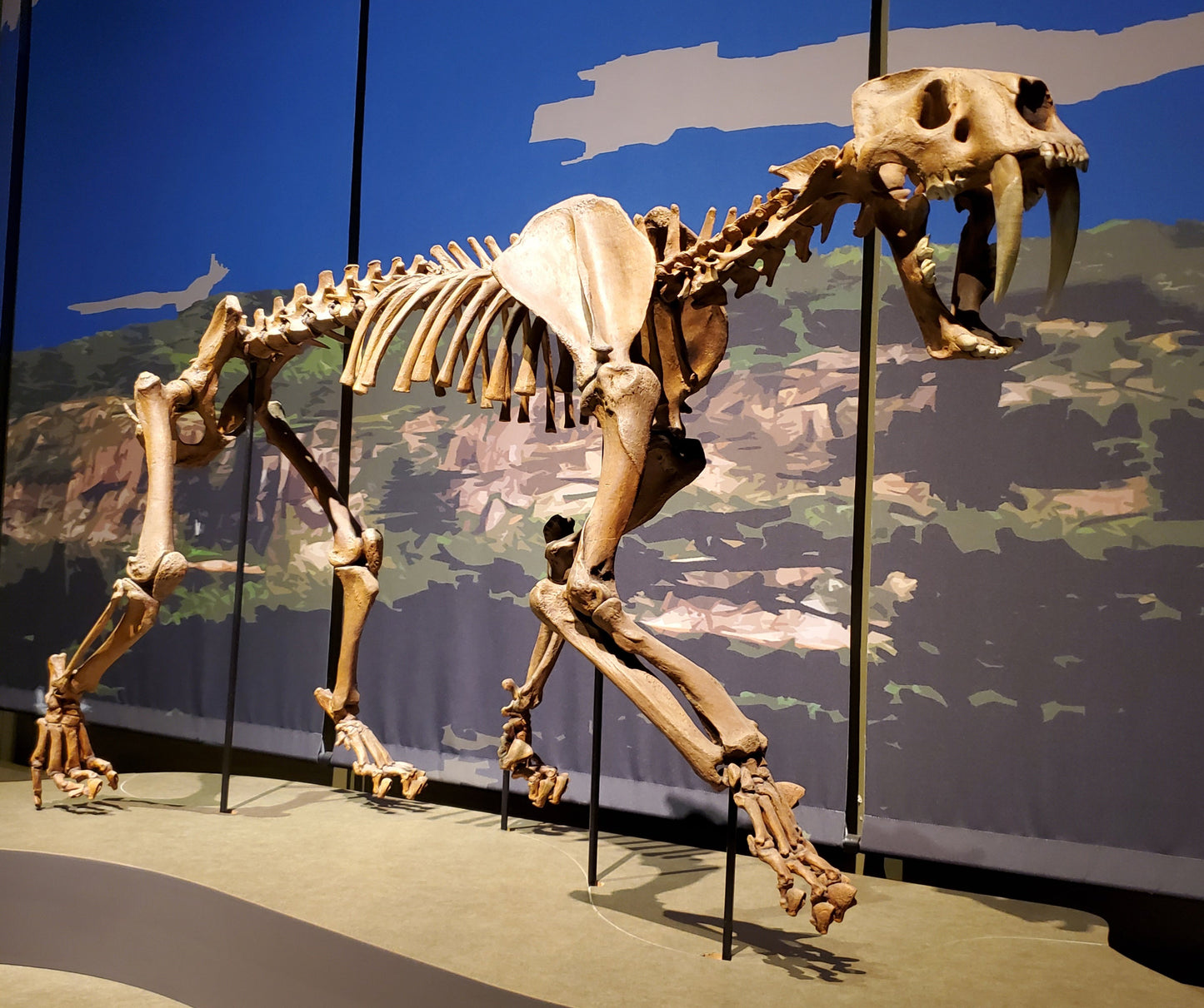 Extinct Smilodon Skeleton Glossy Poster Picture Photo Print Banner Booma Prints