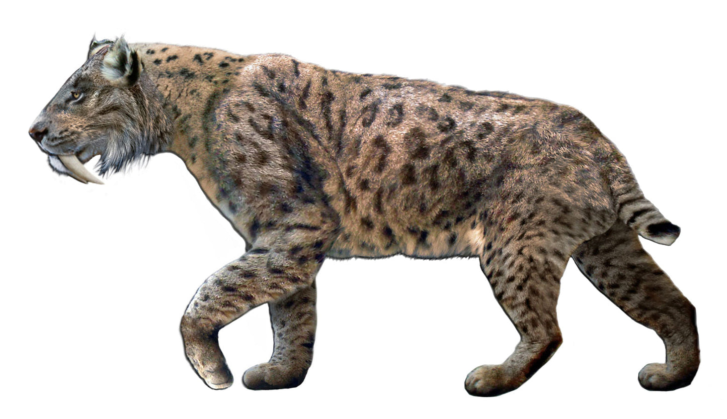 Extinct Smilodon Saber Tooth Glossy Poster Picture Photo Print Banner Booma Prints