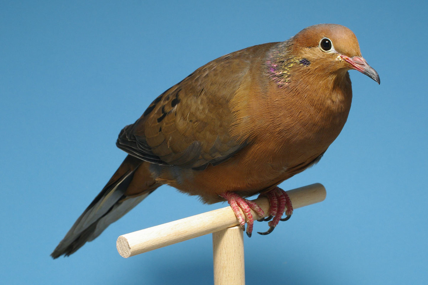 Extinct Socorro Dove Bird Glossy Poster Picture Photo Print Banner Booma Prints