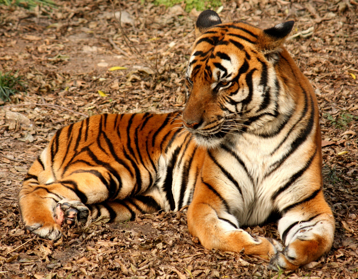 South China Tiger Glossy Poster Picture Photo Print Banner Booma Prints