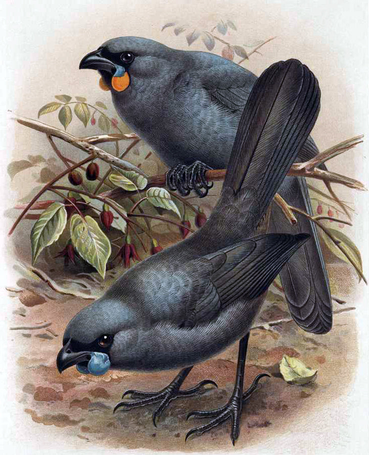 Extinct South Island Kokako Glossy Poster Picture Photo Print Banner Booma Prints