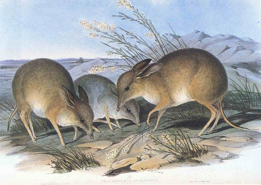 South Pig Footed Bandicoot Glossy Poster Picture Photo Print Banner Booma Prints