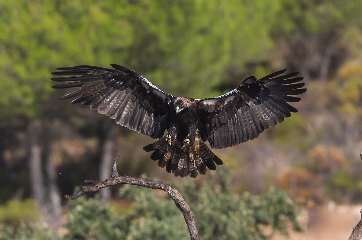 Spanish Imperial Eagle Bird Glossy Poster Picture Photo Print Banner Booma Prints