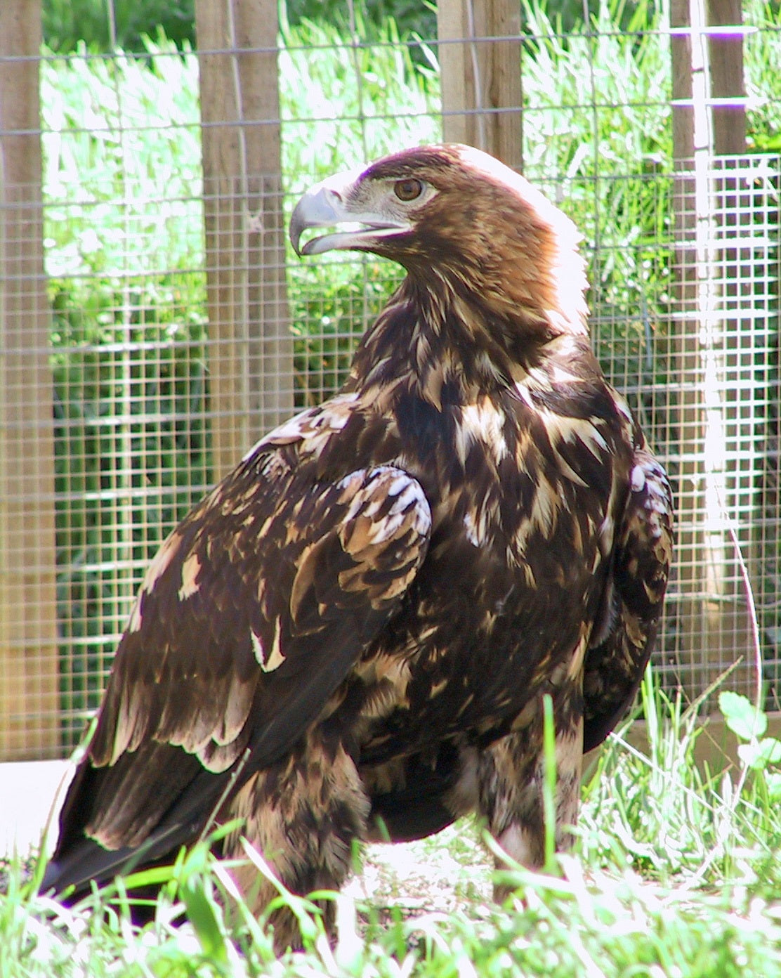 Spanish Iberian Imperial Eagle Glossy Poster Picture Photo Print Banner Booma Prints