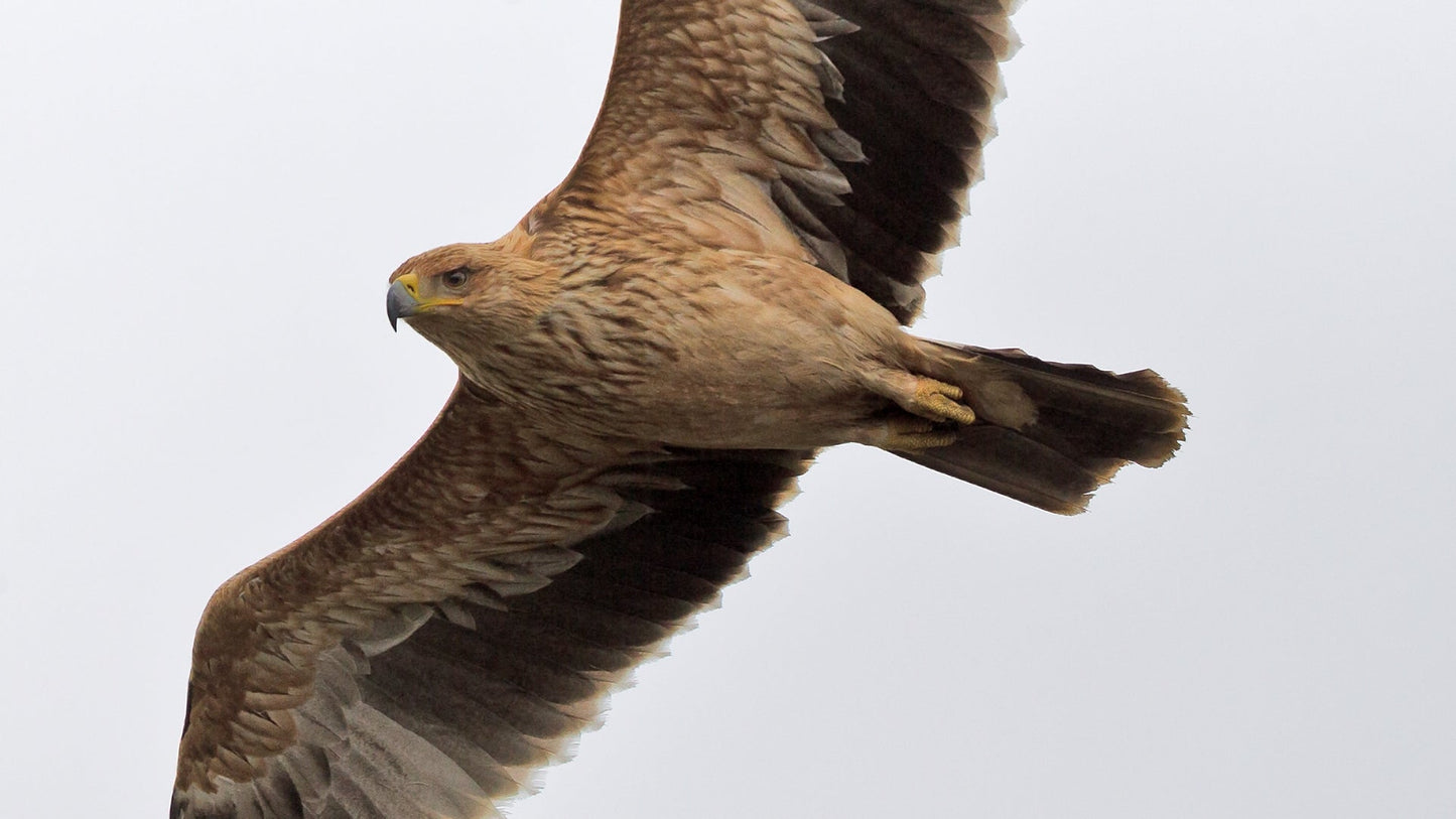 Spanish Eagle Flying Iberian Glossy Poster Picture Photo Print Banner Booma Prints