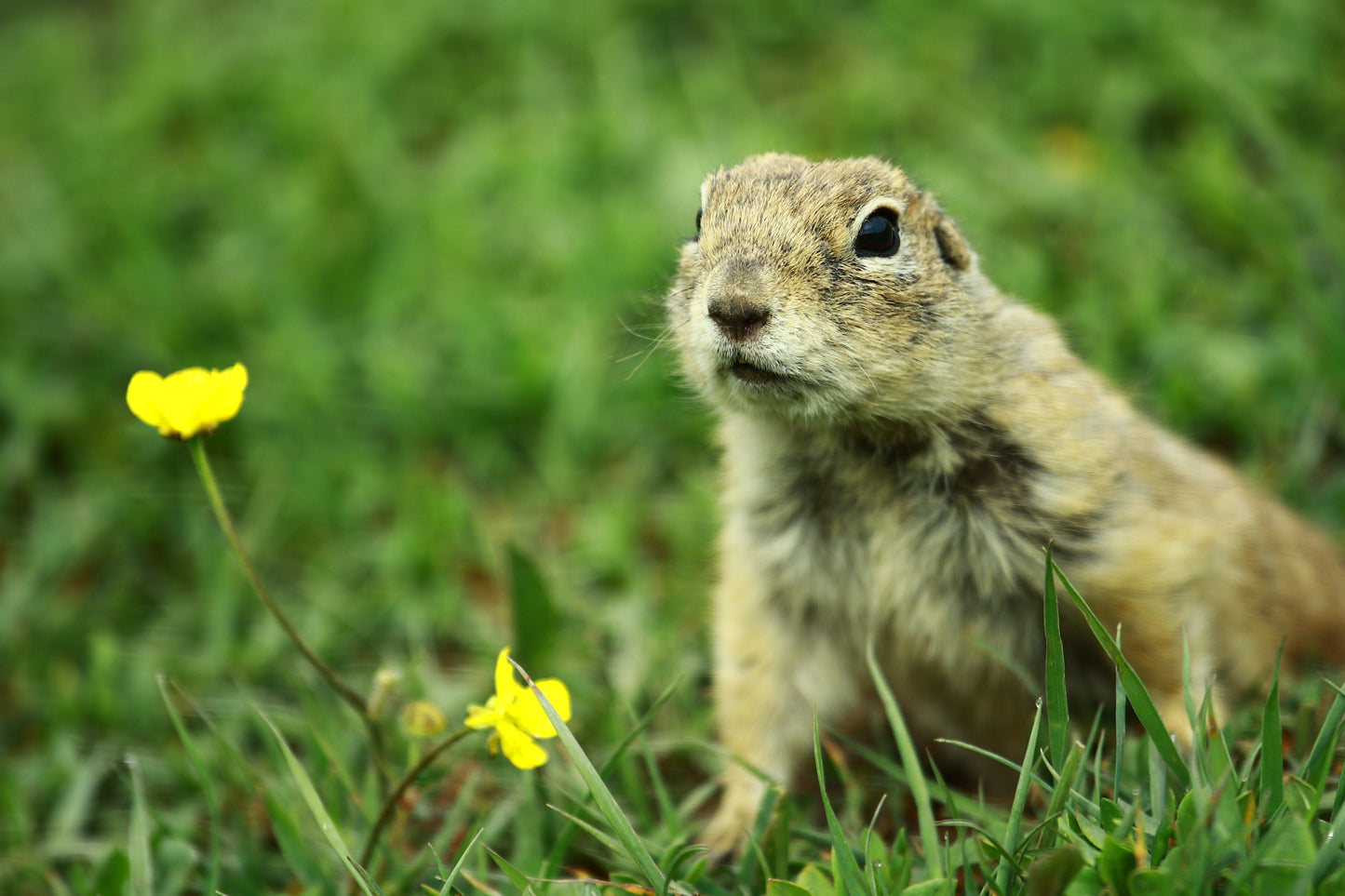 Spermophilus Ground Squirrel Glossy Poster Picture Photo Print Banner Booma Prints