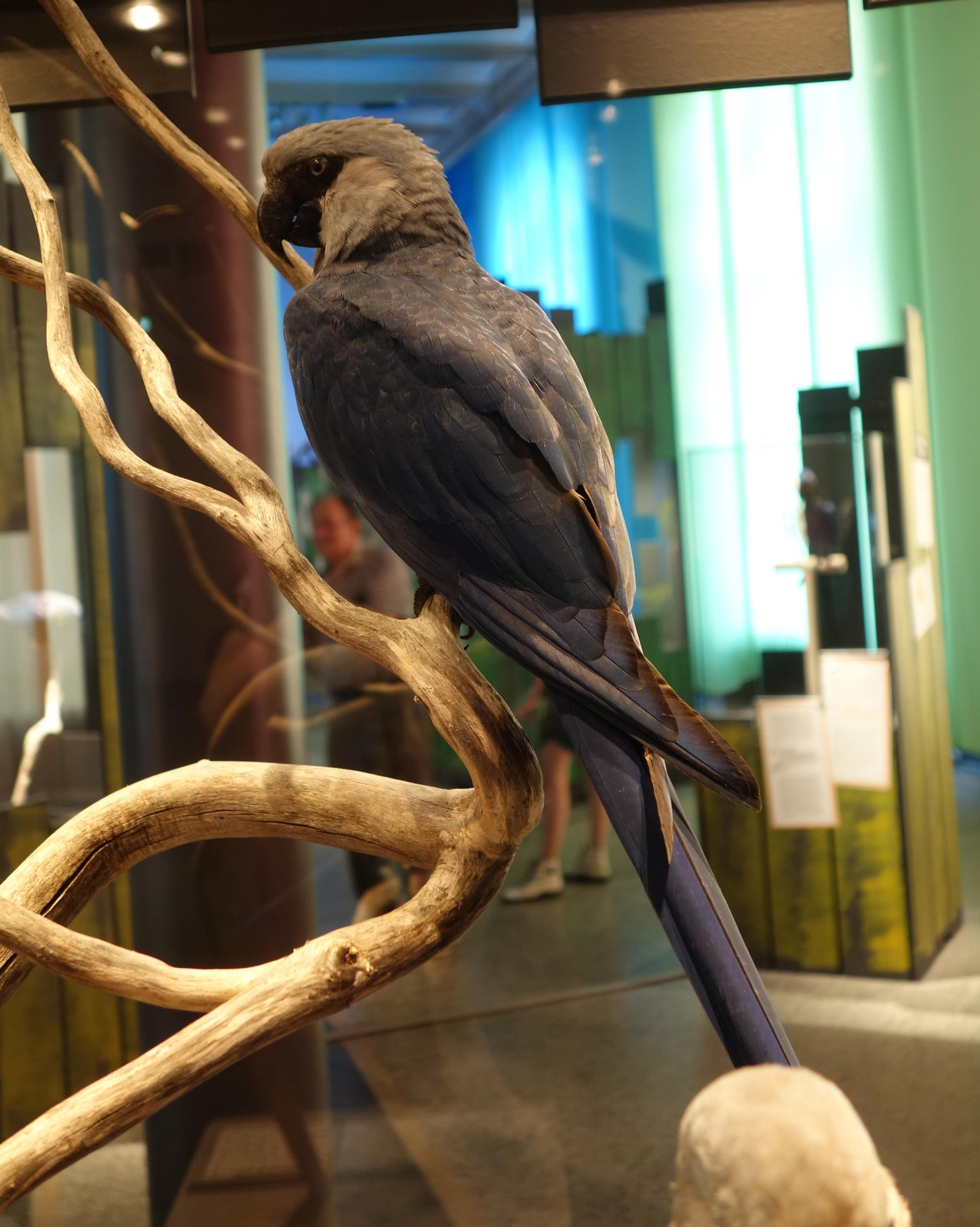 Spix'S Macaw Brazil Glossy Poster Picture Photo Print Banner Booma Prints