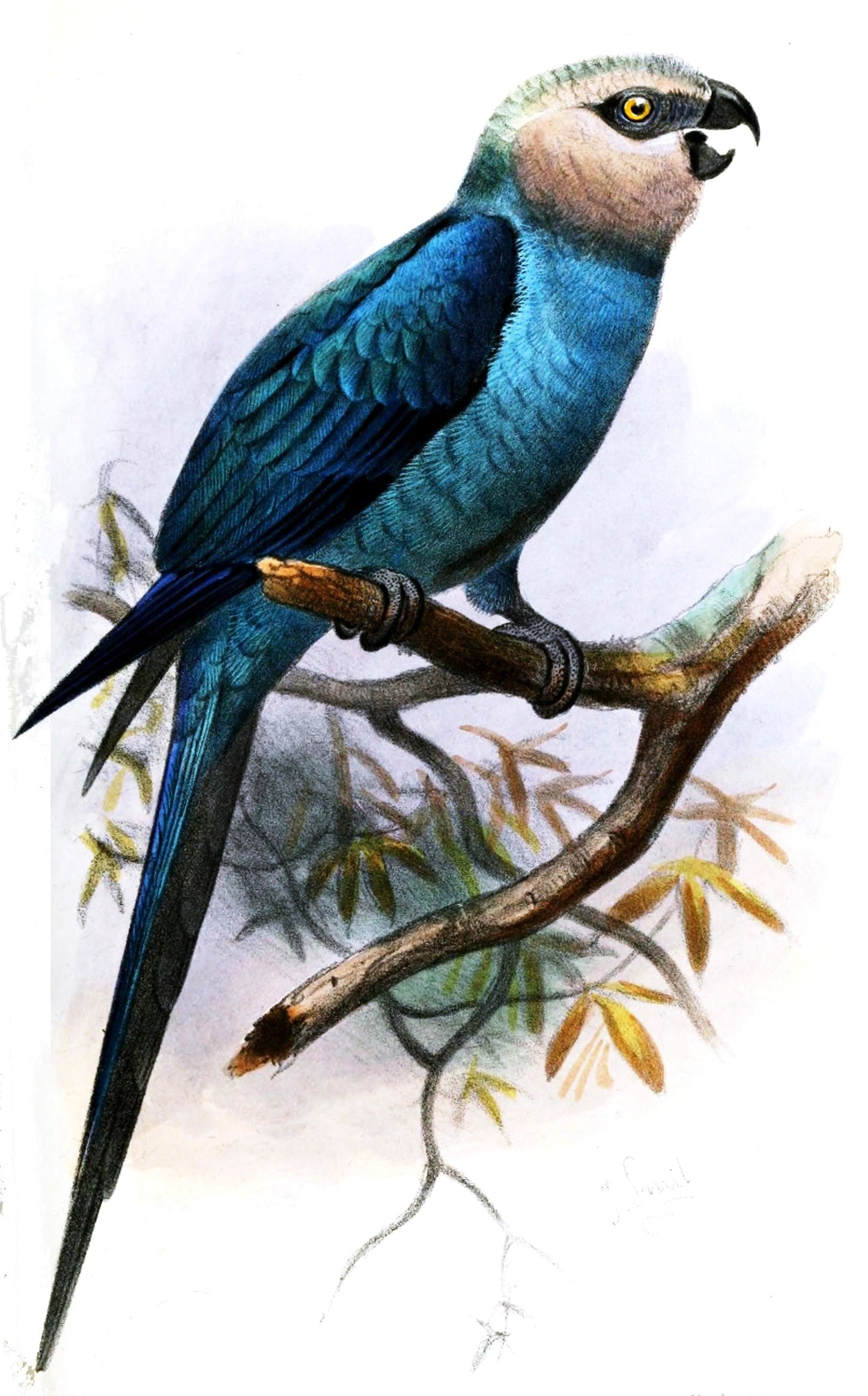 Spix'S Macaw Little Blue Macaw Glossy Poster Picture Photo Print Banner Booma Prints
