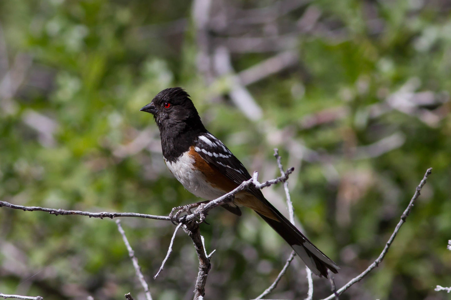 Spotted Towhee Sparrow Glossy Poster Picture Photo Print Banner Booma Prints