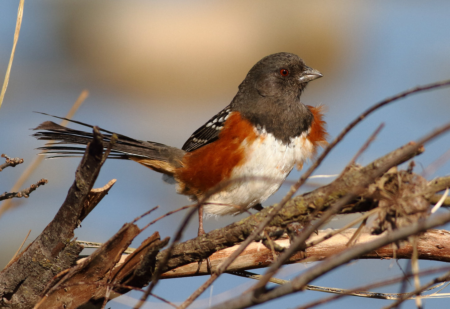 Spotted Towhee Bird Us Glossy Poster Picture Photo Print Banner Booma Prints