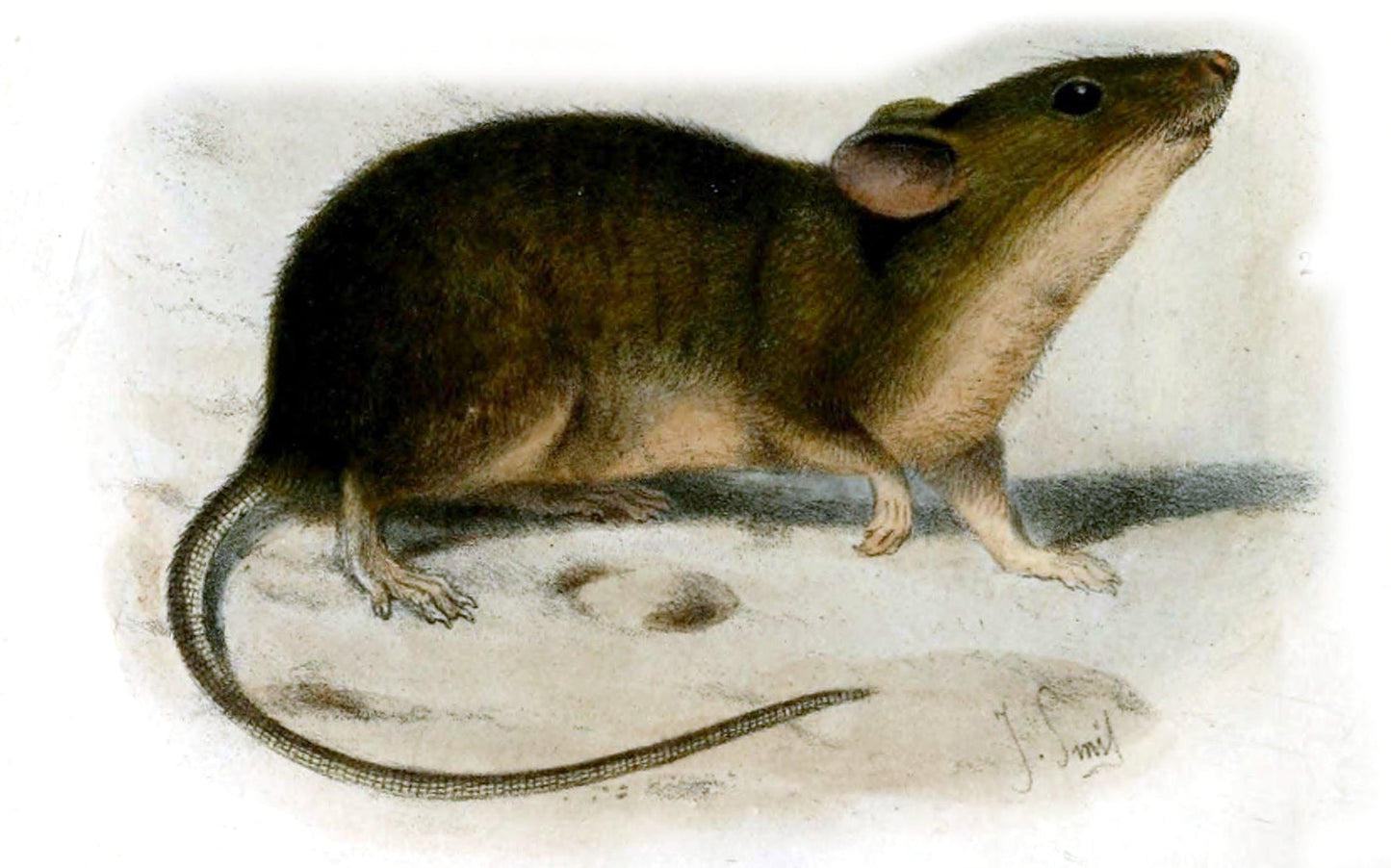 Extinct St Kilda House Mouse Glossy Poster Picture Photo Print Banner Booma Prints