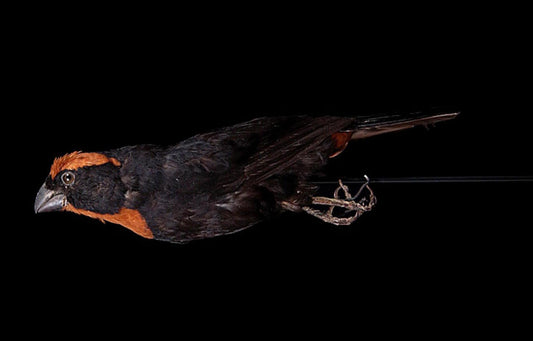 Extinct St Kitts Bullfinch Bird Glossy Poster Picture Photo Print Banner Booma Prints