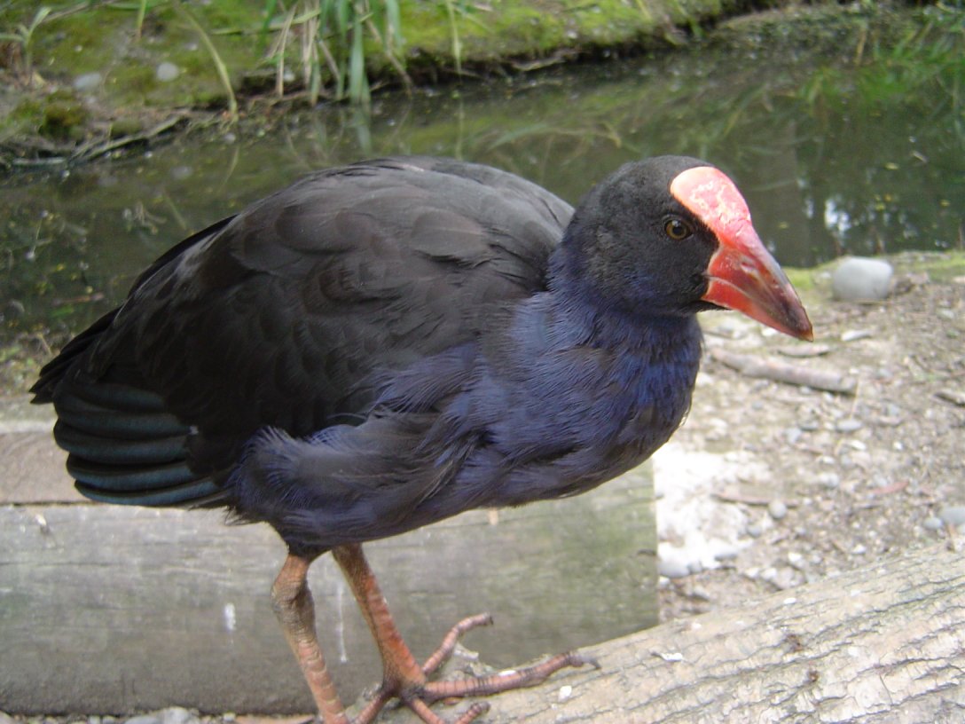 Porphyrio Swamphen Swamp Hen Glossy Poster Picture Photo Print Banner Booma Prints