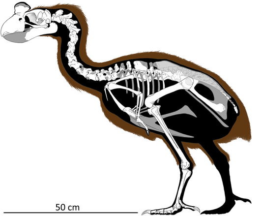 Extinct Sylviornis Bird Glossy Poster Picture Photo Print Banner Booma Prints