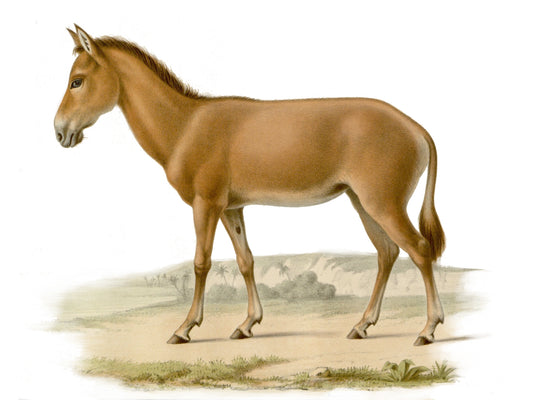 Extinct Syrian Wild Ass Glossy Poster Picture Photo Print Banner Booma Prints