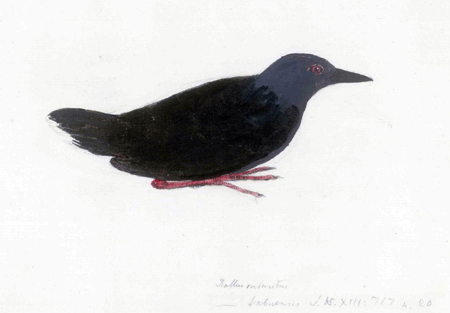 Extinct Tahiti Crake Bird Glossy Poster Picture Photo Print Banner Booma Prints