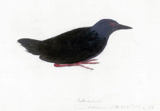 Extinct Tahiti Crake Bird Glossy Poster Picture Photo Print Banner Booma Prints