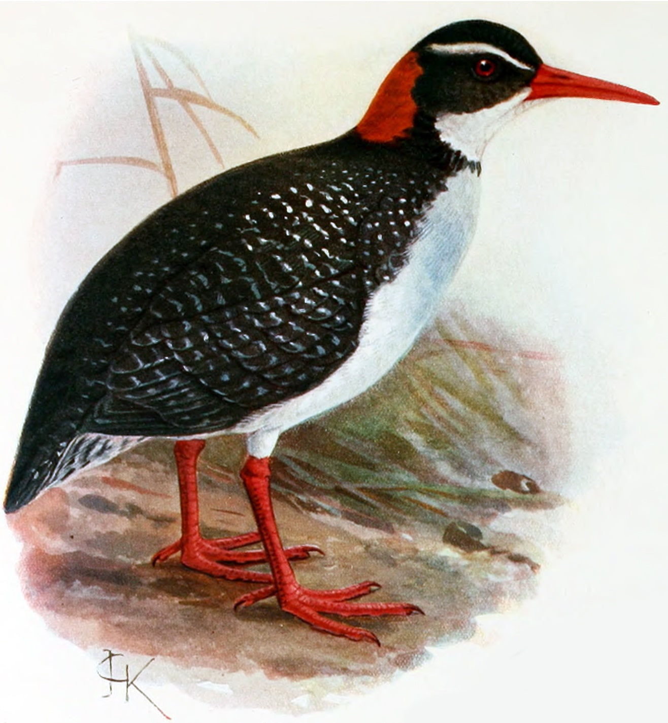 Extinct Tahiti Rail Bird Glossy Poster Picture Photo Print Banner Booma Prints