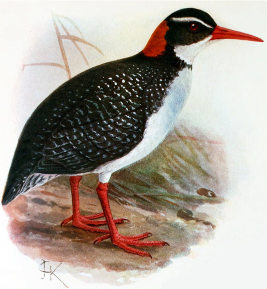 Extinct Tahiti Rail Bird Glossy Poster Picture Photo Print Banner Booma Prints