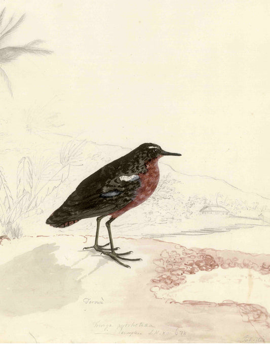 Extinct Tahiti Sandpiper Glossy Poster Picture Photo Print Banner Booma Prints