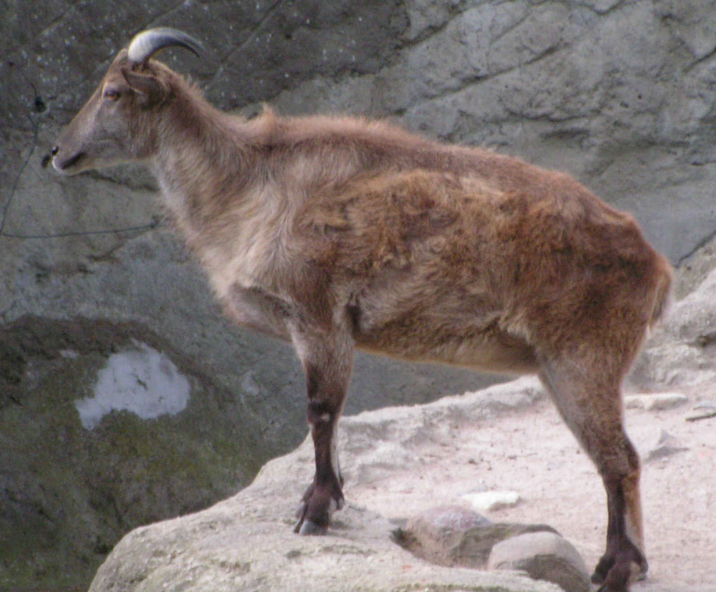 Tahr Tehr Ungulate Asia Glossy Poster Picture Photo Print Banner Booma Prints