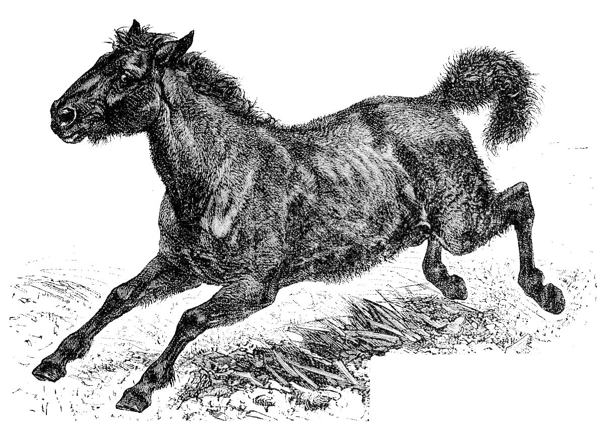 Extinct Tarpan Horse Glossy Poster Picture Photo Print Banner Booma Prints