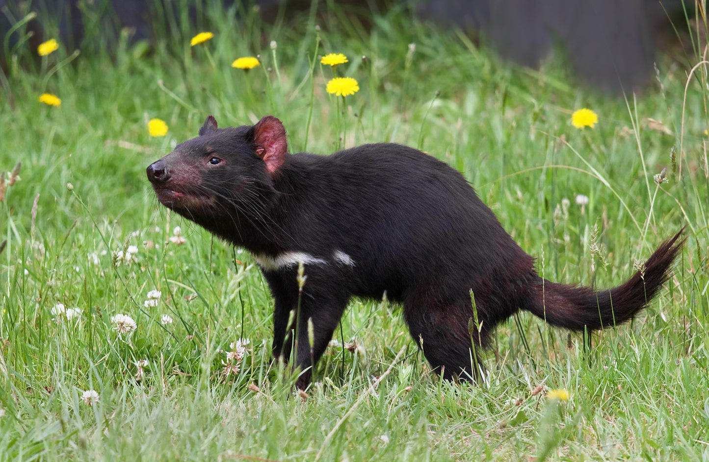 Tasmanian Devil Marsupial Glossy Poster Picture Photo Print Banner Booma Prints