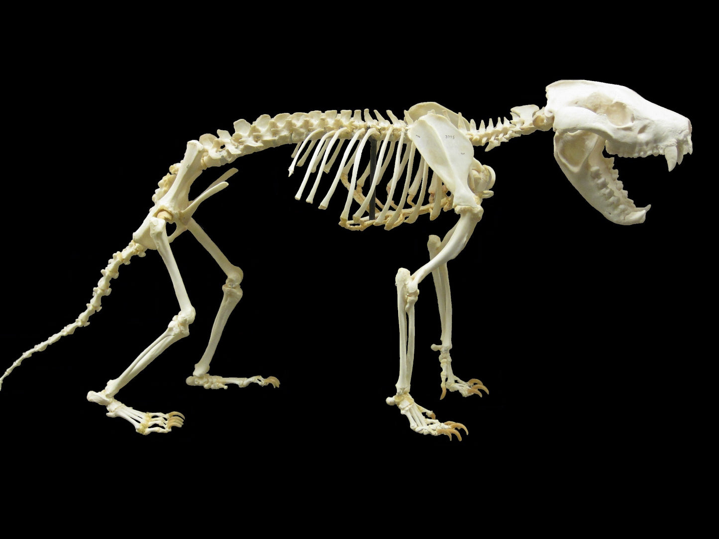 Tasmanian Devil Skeleton Glossy Poster Picture Photo Print Banner Booma Prints