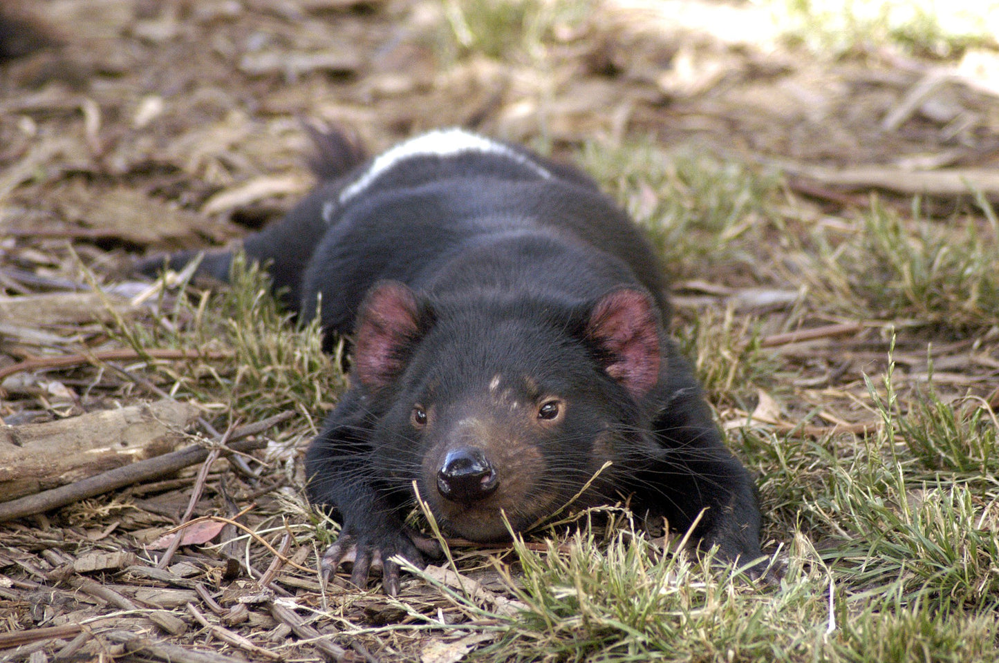 Tasmanian Devil Australia Glossy Poster Picture Photo Print Banner Booma Prints