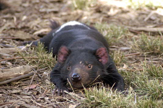 Tasmanian Devil Australia Glossy Poster Picture Photo Print Banner Booma Prints