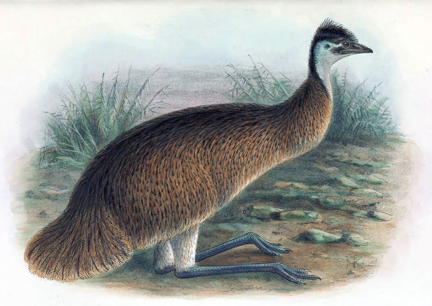 Extinct Tasmanian Emu Glossy Poster Picture Photo Print Banner Booma Prints